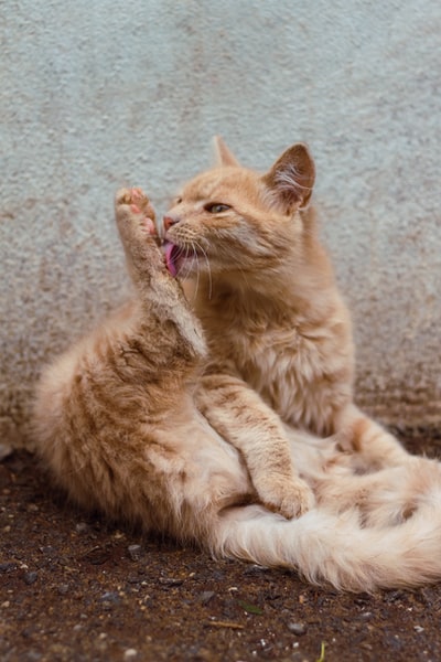 橙色斑猫躺在灰色地毯上